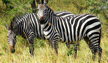 Wildlife Safaris in Kidepo